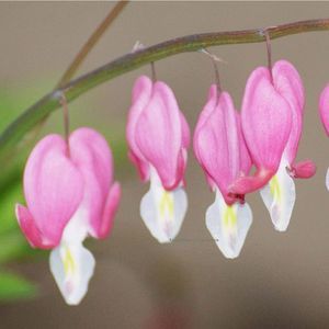 4x6 Original Photography Bleeding Heart Blooms